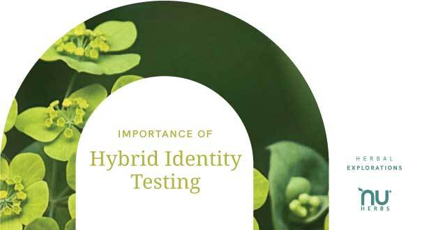 The Importance Of Herbal Identity Testing Nuherbs