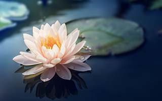 Chinese lotus deals