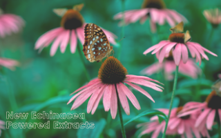 Introducing Our New High-Potency, Echinacea Extracts