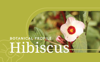 Botanical Profile: Hibiscus