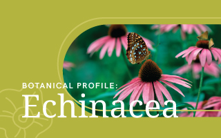 Botanical Profile: Echinacea
