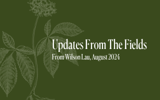 Nuherbs Updates From The Fields: August 2024
